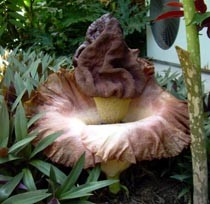 Bunga Bangkai Muncul di Pendopo Pemkab Blitar